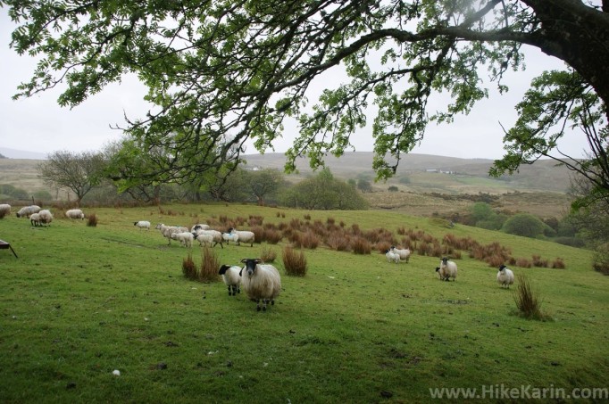 Irische Schafe- sehenswert!